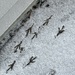 Bird feet in snow by pennyrae