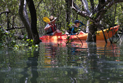 27th Dec 2022 - Kayaking through the mangroves