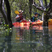 Kayaking through the mangroves by dkbarnett