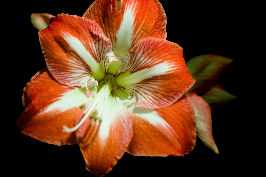 Variegated Amaryllis  by tosee