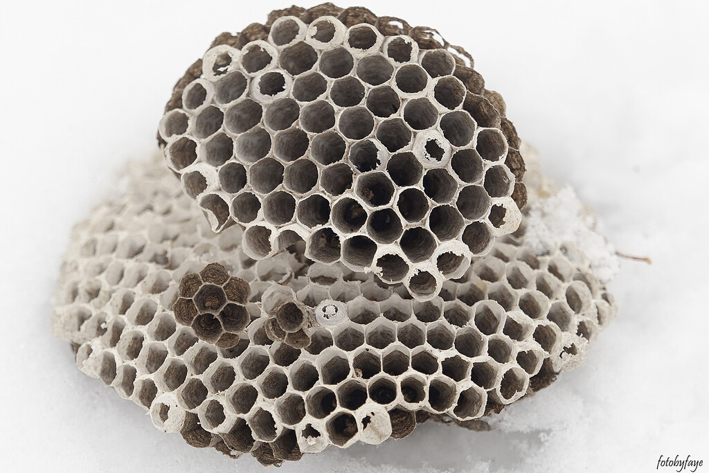 Inside a hornets nest by fayefaye