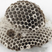Inside a hornets nest by fayefaye