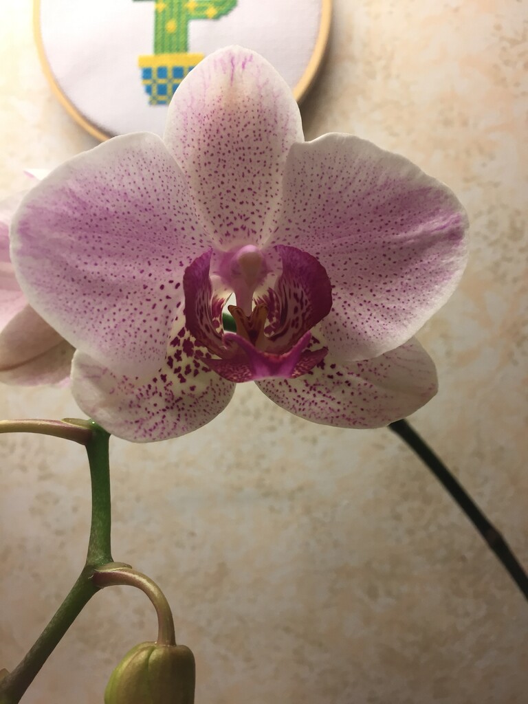 My dad's orchid is coming into bloom again by kchuk