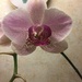 My dad's orchid is coming into bloom again