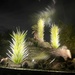 Desert Botanical Garden by sandlily