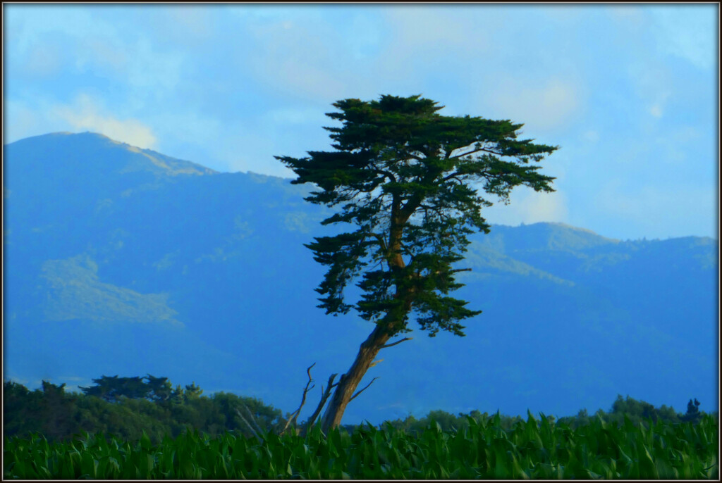 The lone macrocarpa by dide