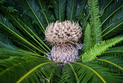 29th Dec 2022 - Cycad