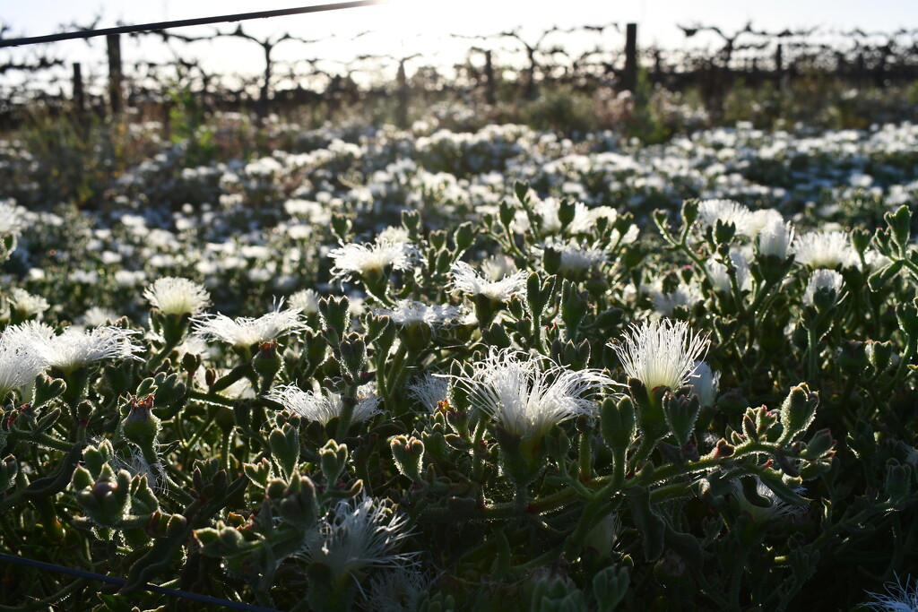 Mallee Flowers Late Afternoon by nannasgotitgoingon