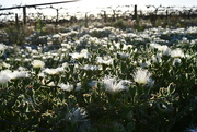 29th Dec 2022 - Mallee Flowers Late Afternoon