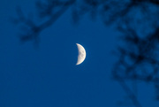28th Dec 2022 - Moon in the Middle