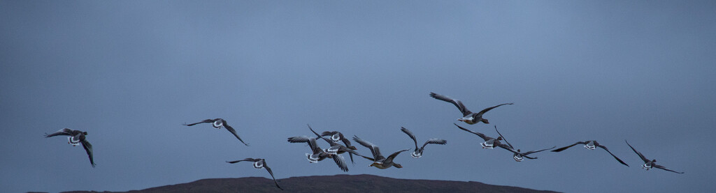 Greylag Getaway by lifeat60degrees