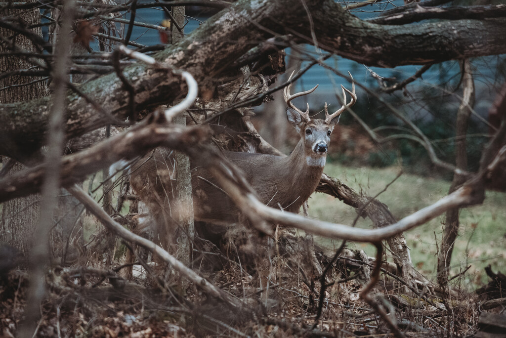 Buck in the woods by mistyhammond