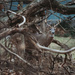 Buck in the woods by mistyhammond