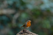 29th Dec 2022 - Robin.......