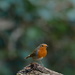 Robin....... by ziggy77