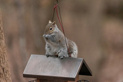 22nd Dec 2022 - Feeding the Squirrels 