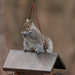 Feeding the Squirrels  by mistyhammond