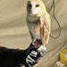 Owl by sandlily
