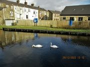 29th Dec 2022 - Swans glidling along the canal.
