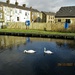 Swans glidling along the canal. by grace55
