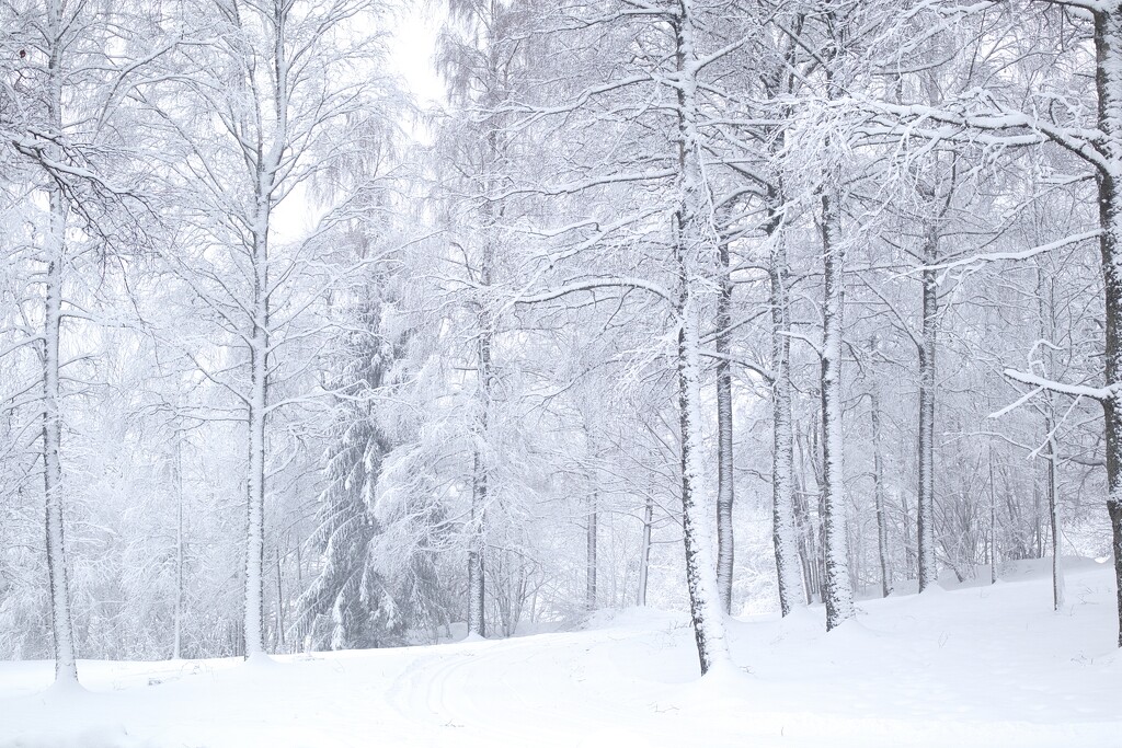 Winter by okvalle