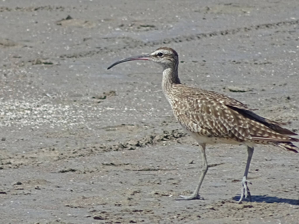 Whimbrel by marianj