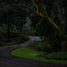 Wandering Road  Bloedel Reserve by theredcamera