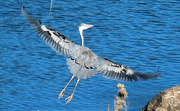 28th Dec 2022 - Dec 28 Blue Heron Flying Close Up IMG_9984A