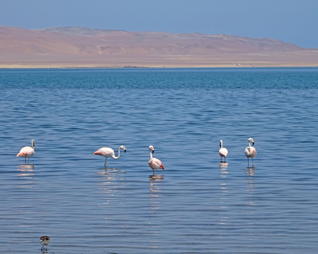 Flamingos in the Pacific Ocean, Paracas    by marianj