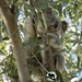 sleeping Wattle by koalagardens