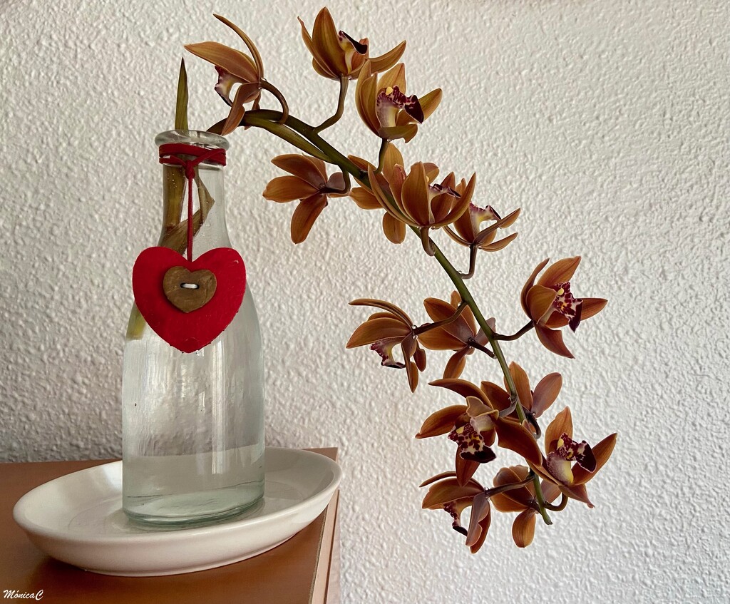 Cymbidium orchid by monicac
