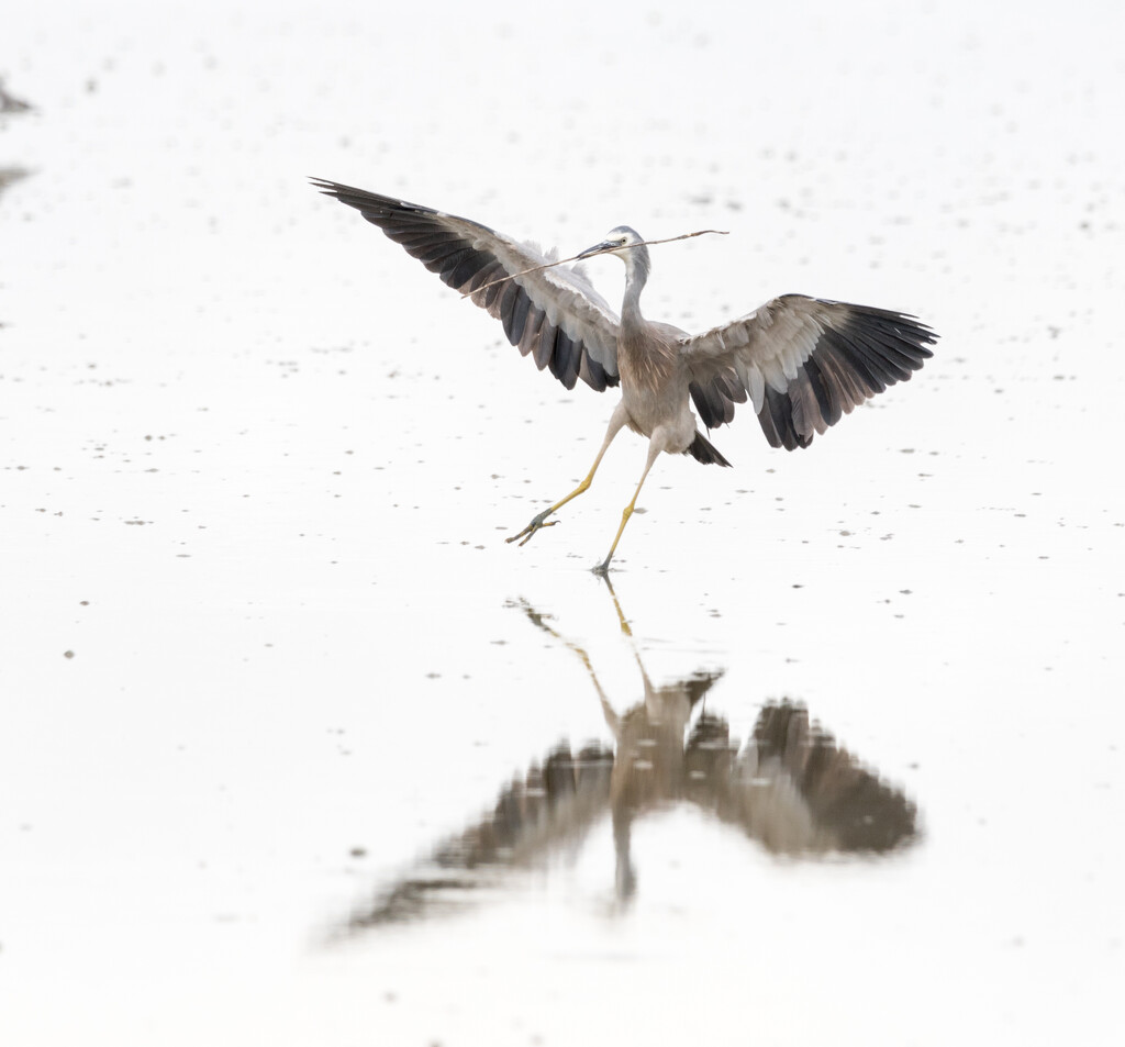 Landing on the mud flats wit his stick! by creative_shots