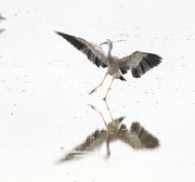 10th Nov 2022 - Landing on the mud flats wit his stick!