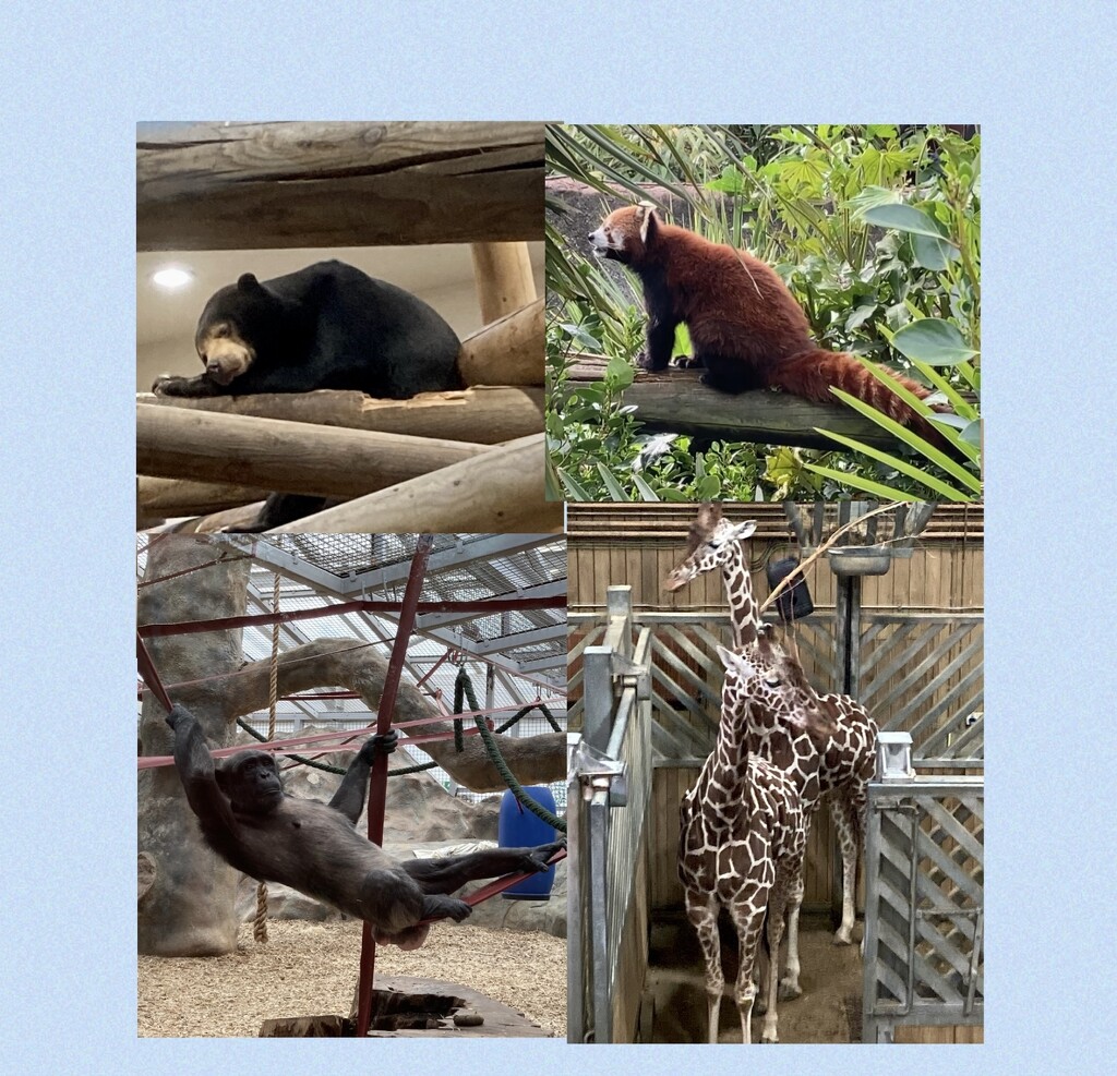 Zoo day!  by bigmxx