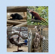 29th Dec 2022 - Zoo day! 
