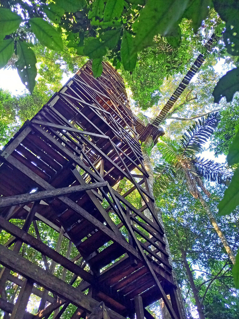 Canopy Walkways, Reserva Nacional Tambopata by marianj