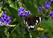 30th Dec 2022 -  Common Crow Butterfly ~ 