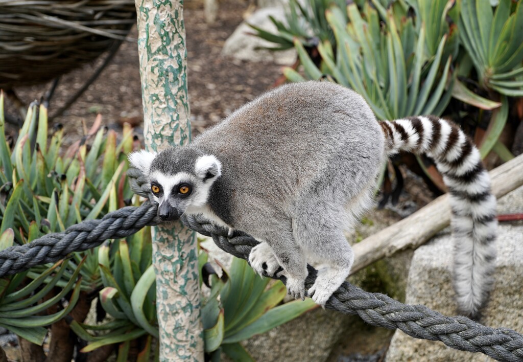 An inquisitive lemur by deidre