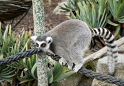 2nd Oct 2022 - An inquisitive lemur