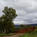 Iconic Australian bush 1 by deidre