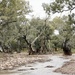 Iconic Australian bush 5 by deidre