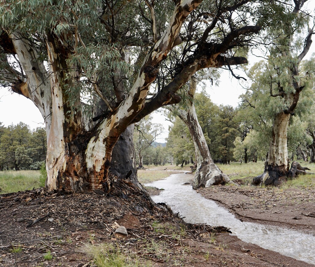 Iconic Australian bush 6 by deidre