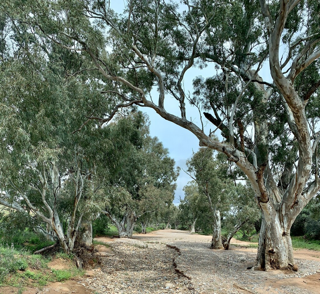 Iconic Australian bush 7 by deidre