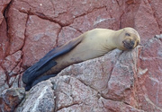 7th Nov 2022 - Sleepy sea lion pup on the Ballestas islands