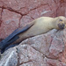 Sleepy sea lion pup on the Ballestas islands by marianj