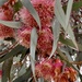 Arid flora 1 by deidre