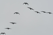 29th Dec 2022 - Canada geese 