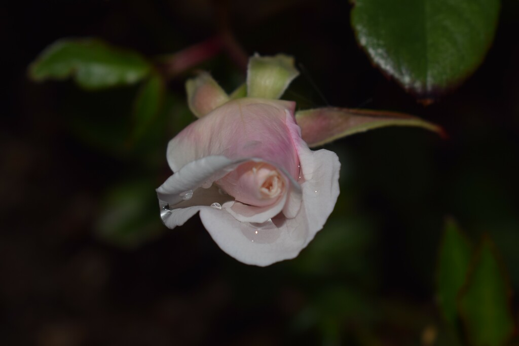 Wet rose by sandlily