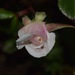 Wet rose by sandlily