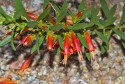 29th Dec 2022 - Hummingbird trumpet flowers